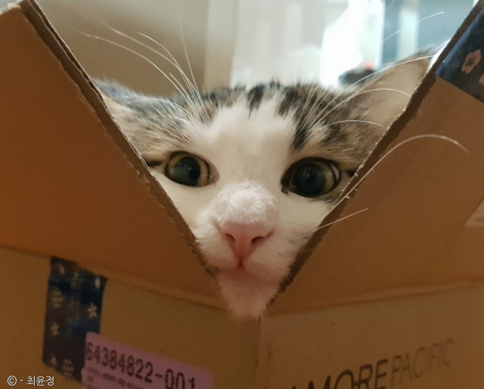노트펫