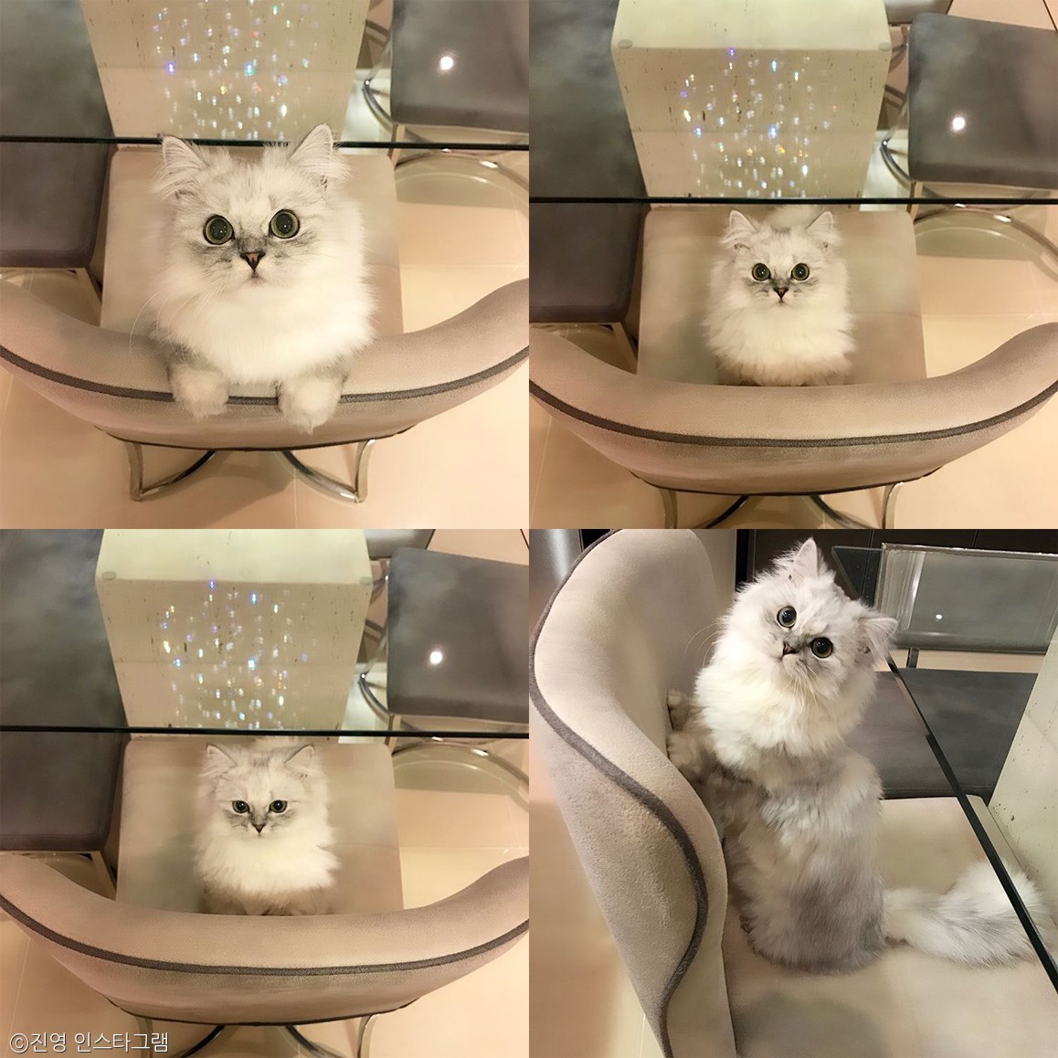 노트펫