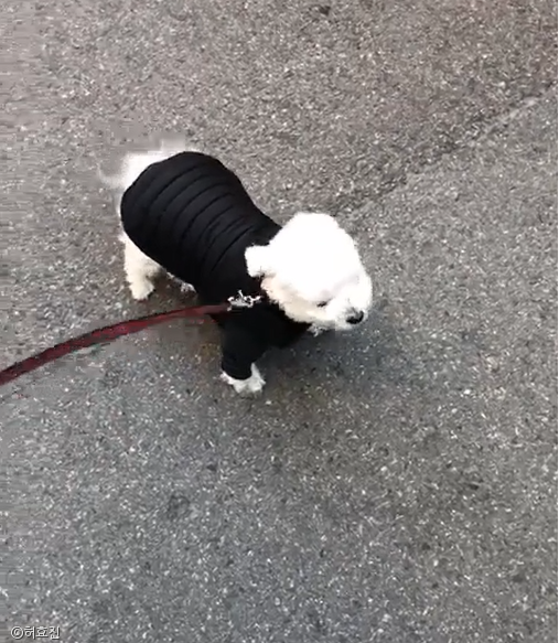 노트펫