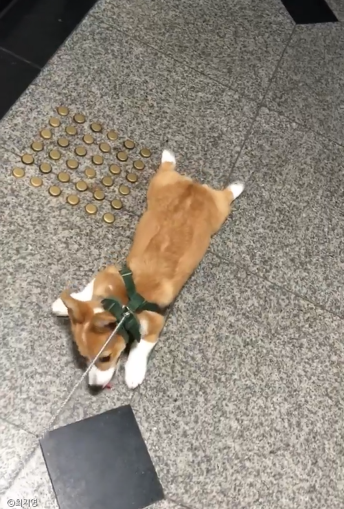 노트펫