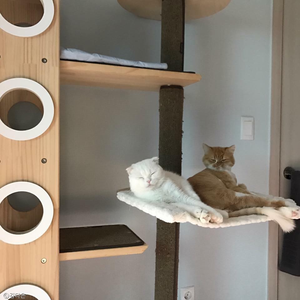 노트펫