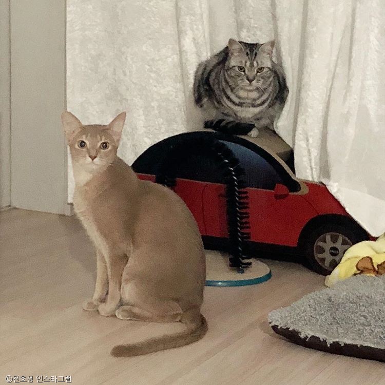 노트펫