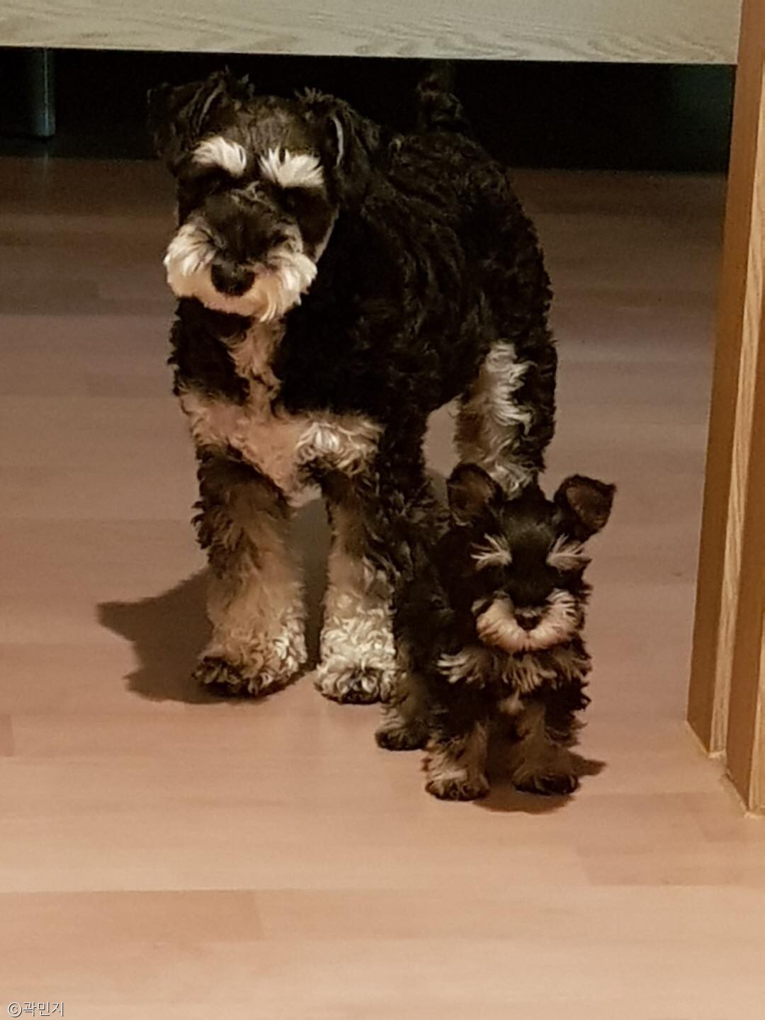 노트펫