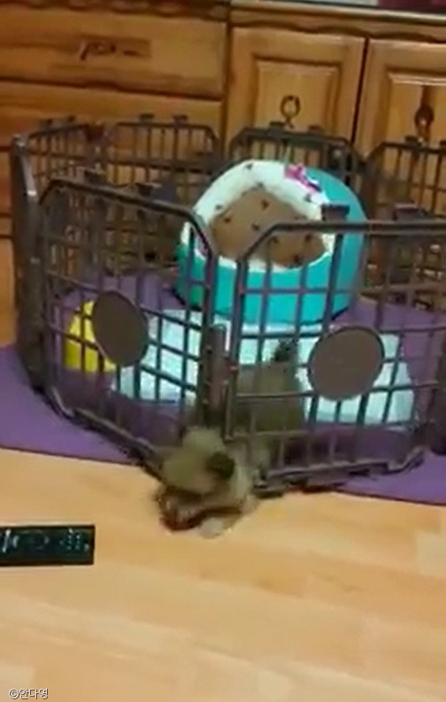 노트펫