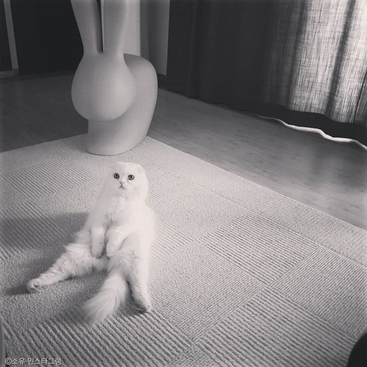 노트펫