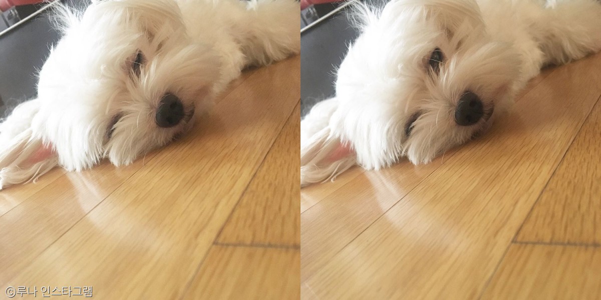 노트펫