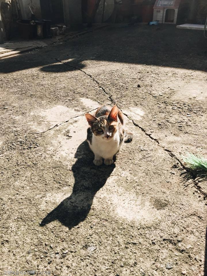 노트펫