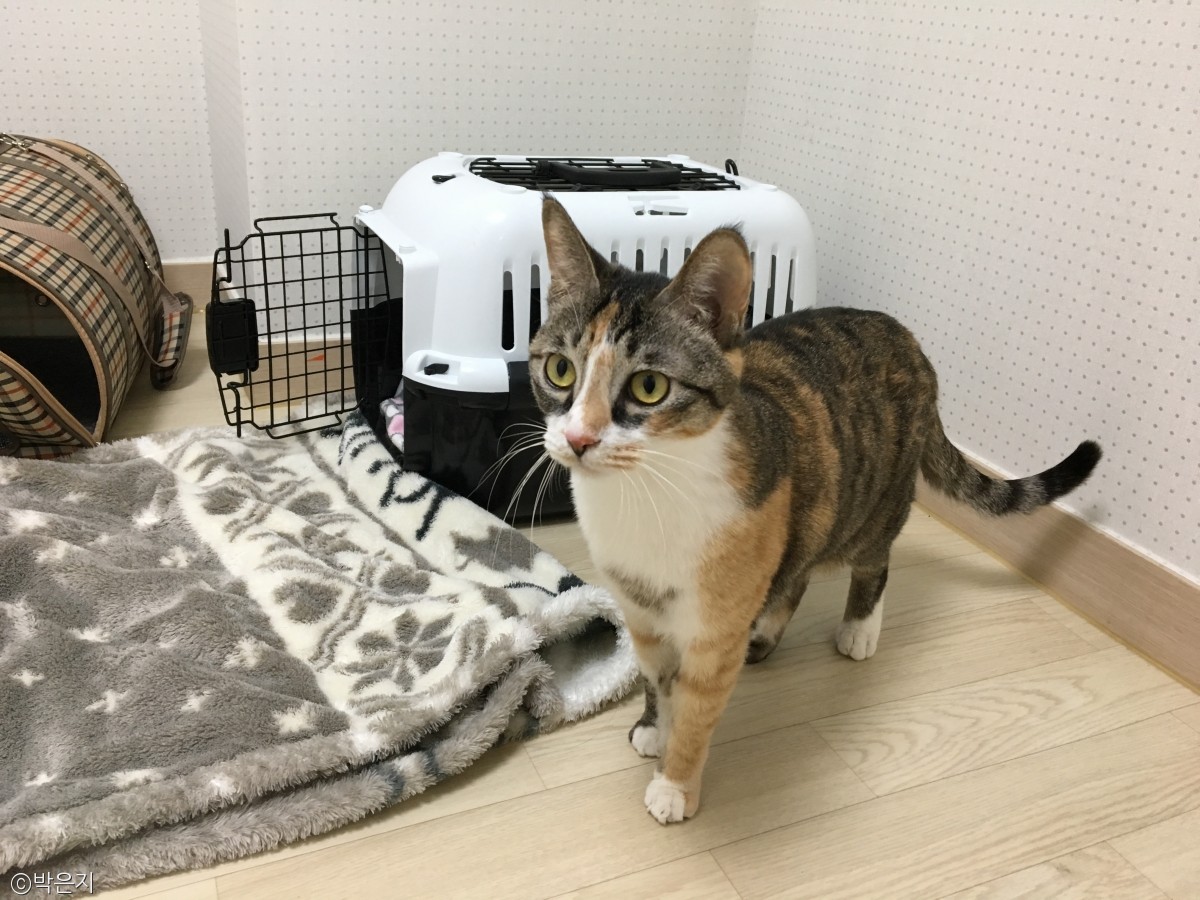 노트펫