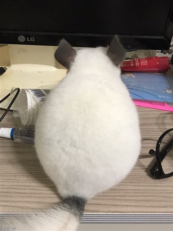 노트펫