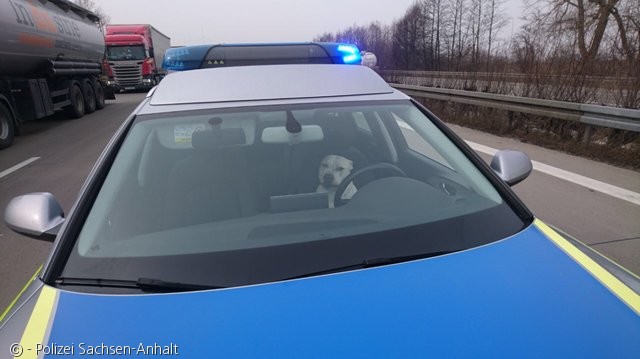 노트펫