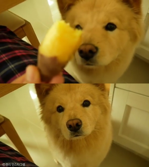 노트펫