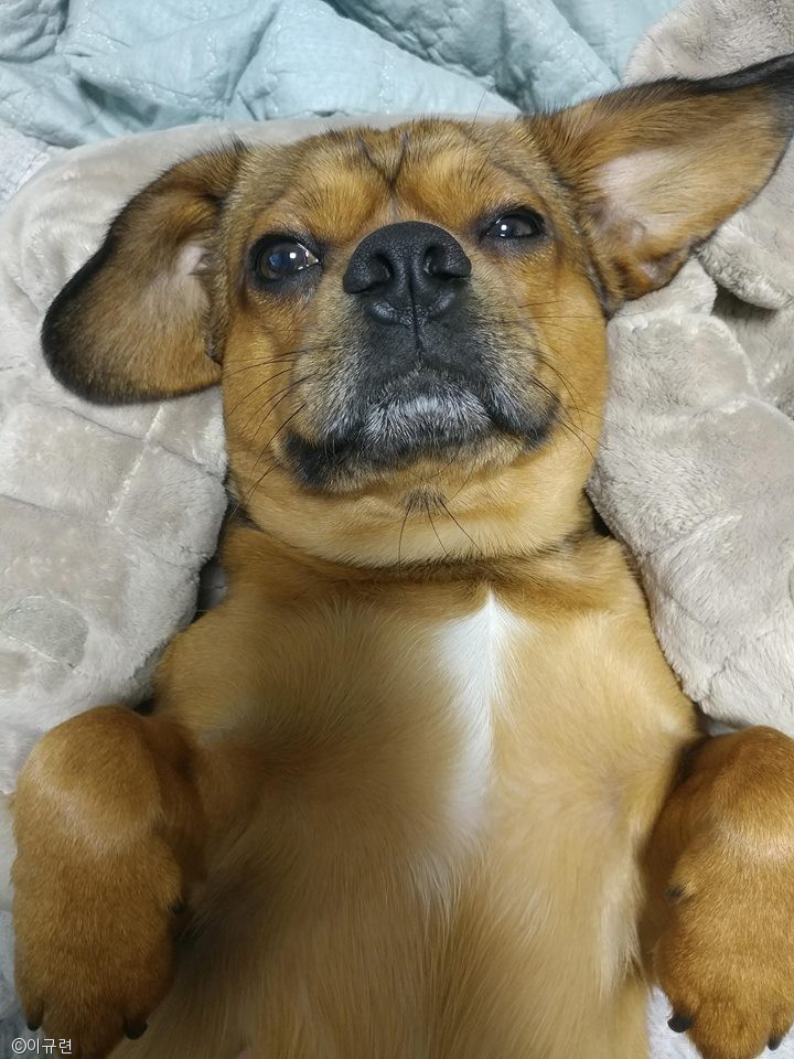 노트펫