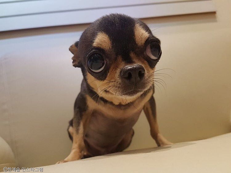 노트펫