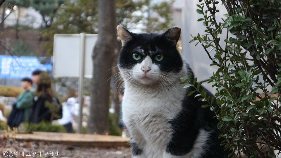 노트펫
