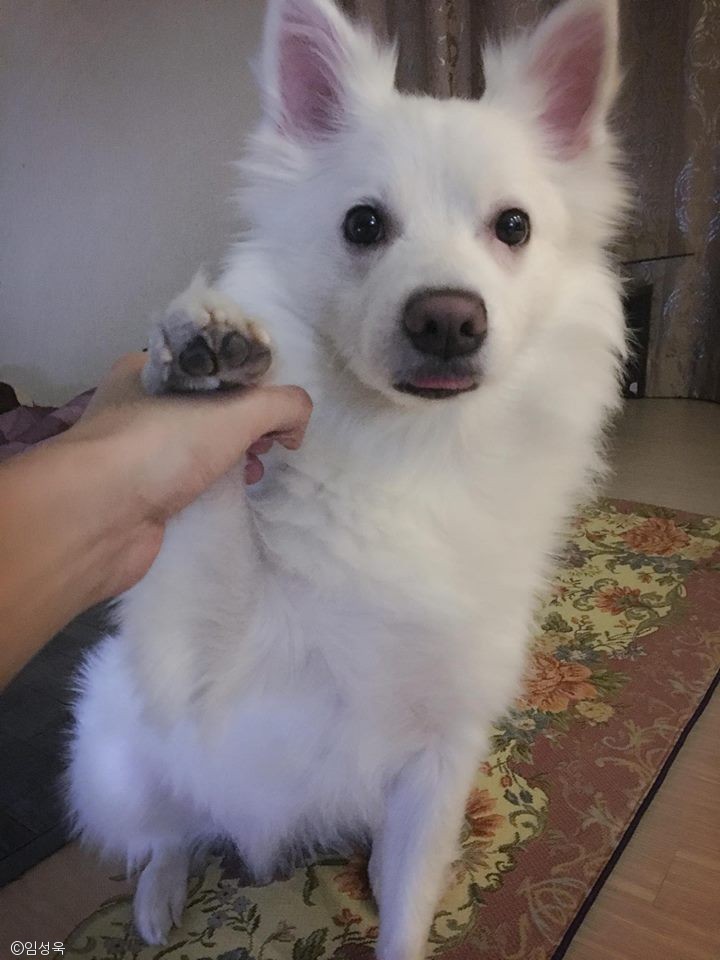 노트펫
