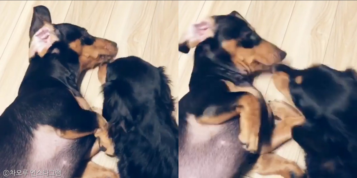 노트펫