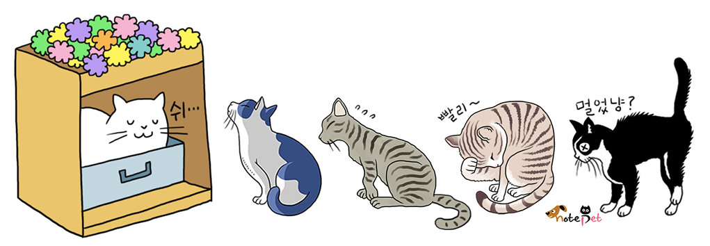 노트펫