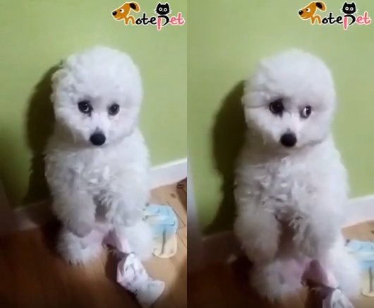 노트펫