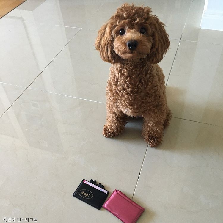 노트펫