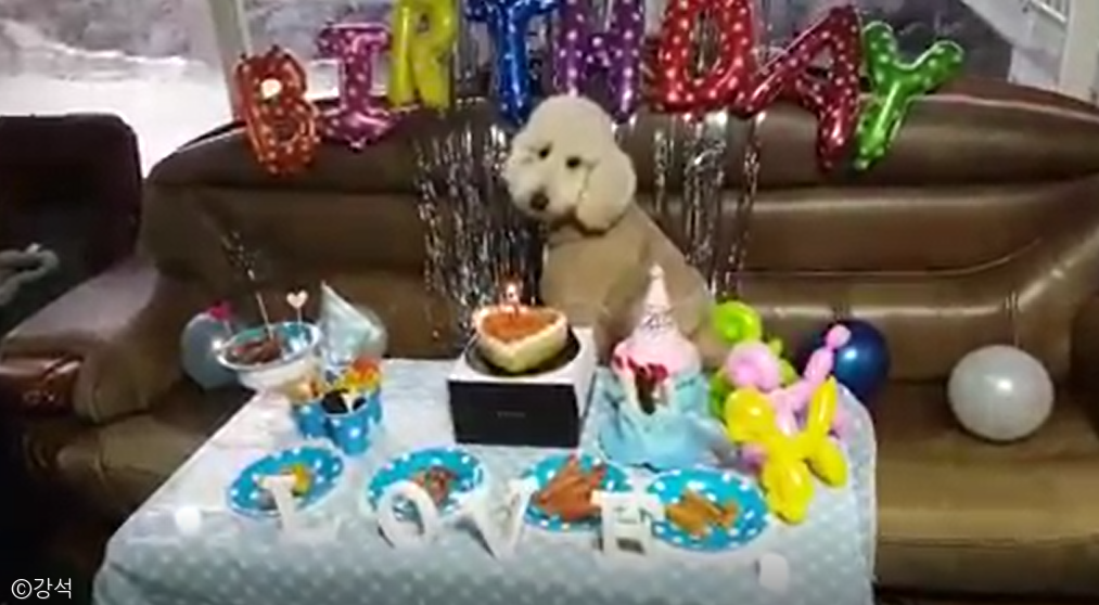 노트펫