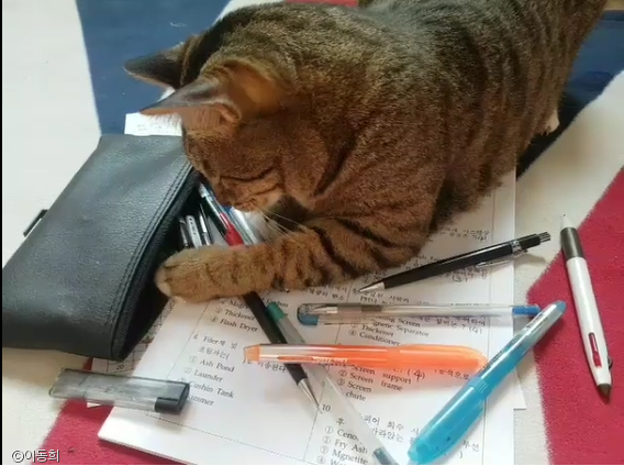 노트펫