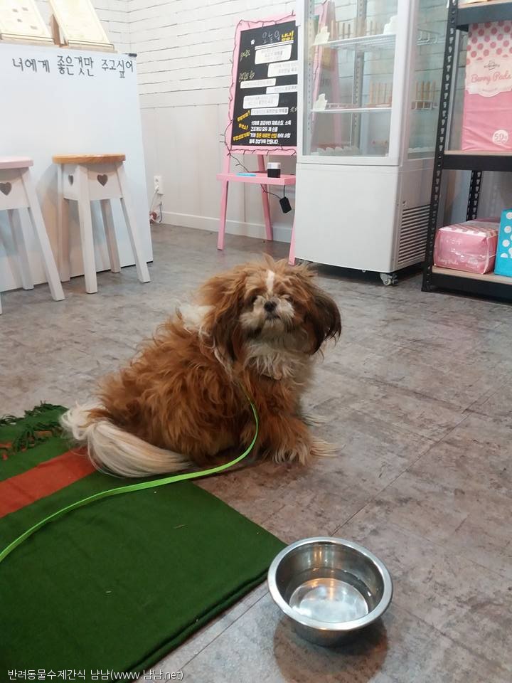 노트펫