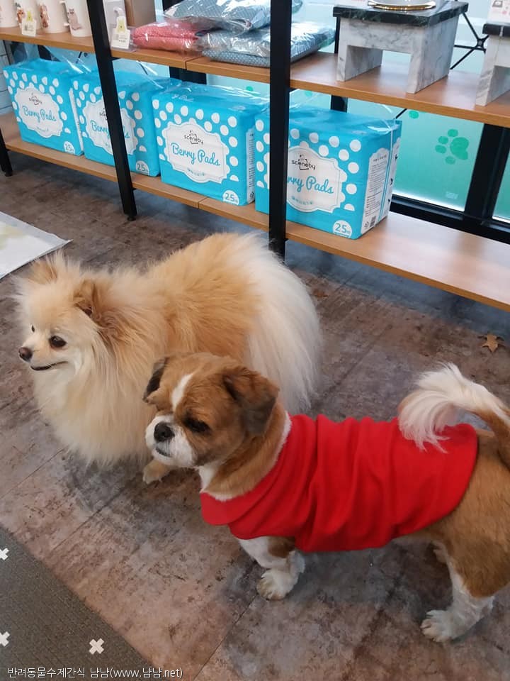 노트펫