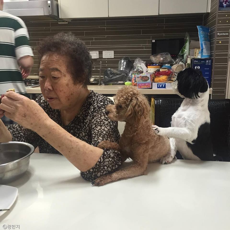 노트펫
