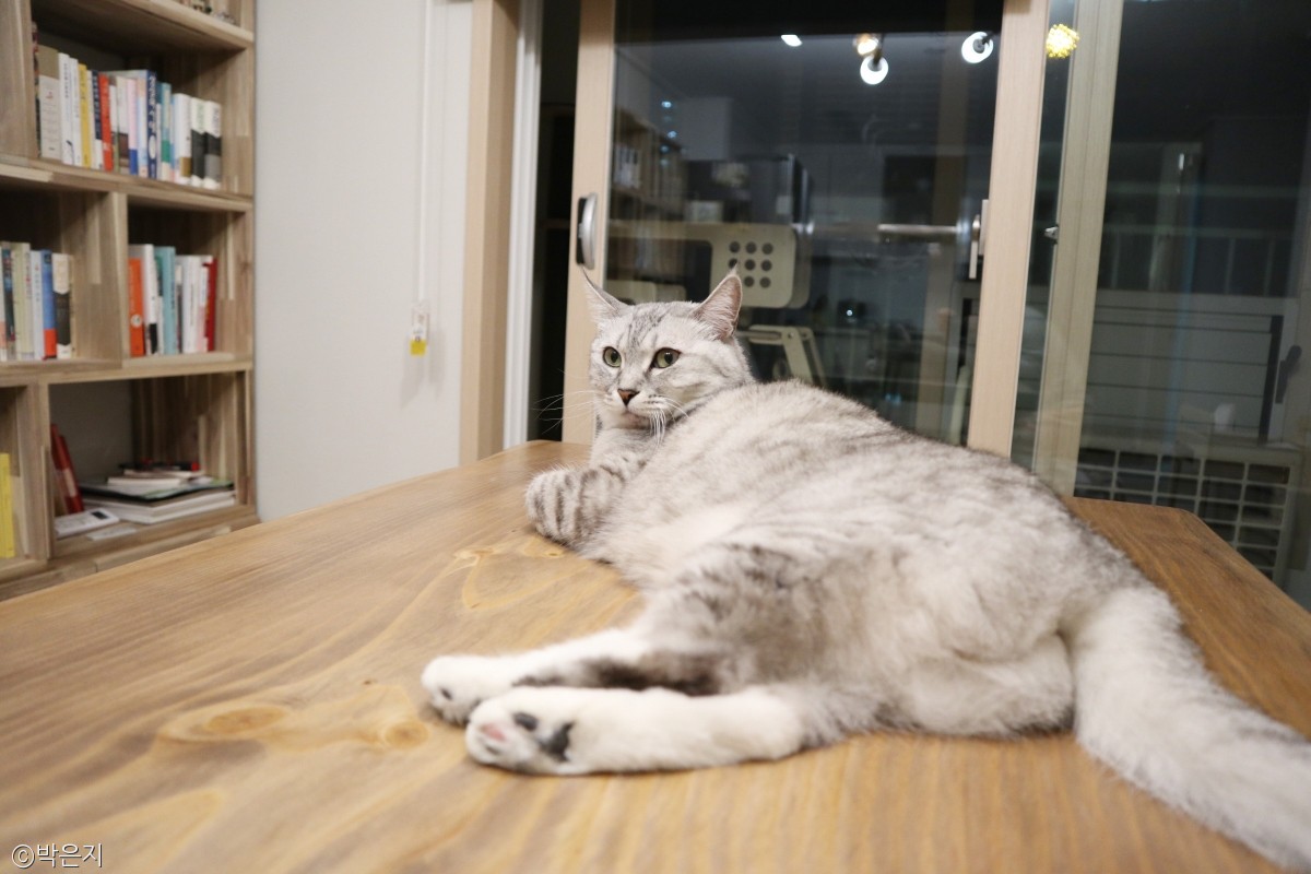 노트펫