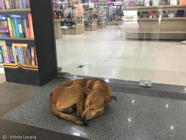 노트펫