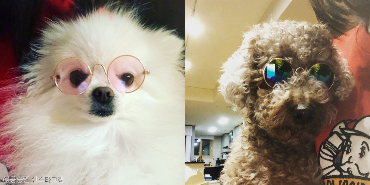 노트펫