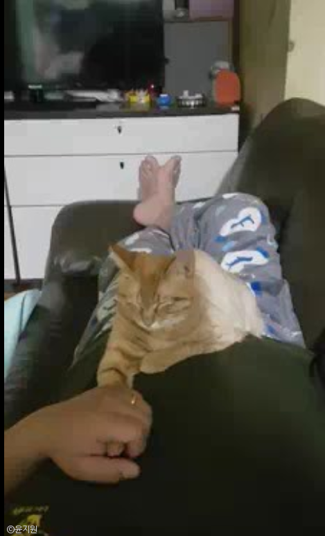 노트펫