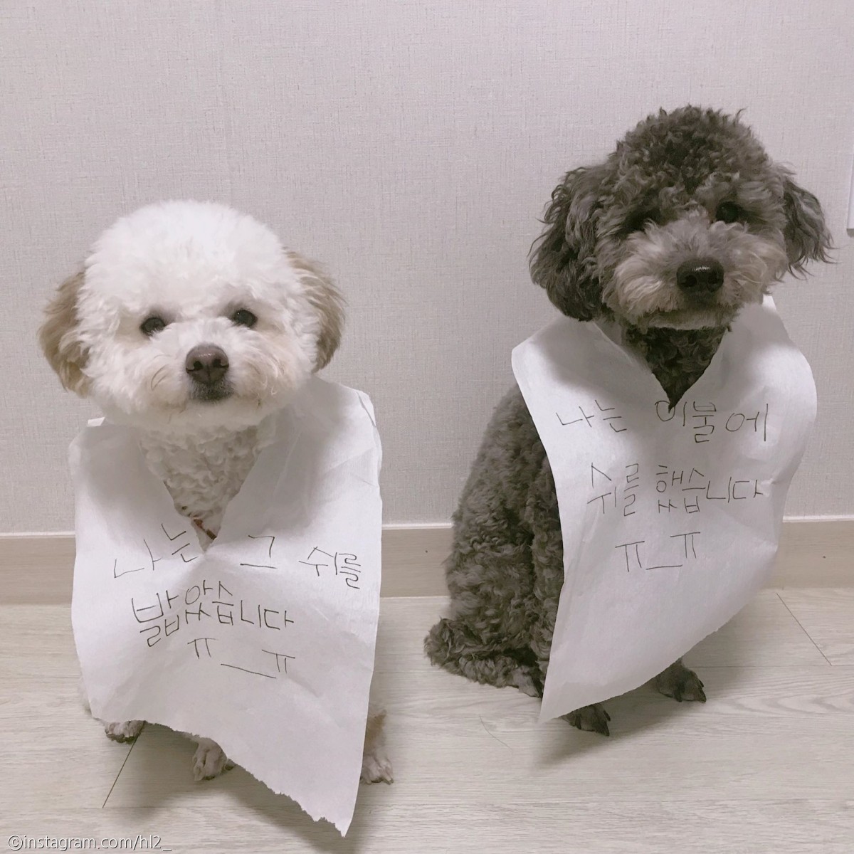 노트펫