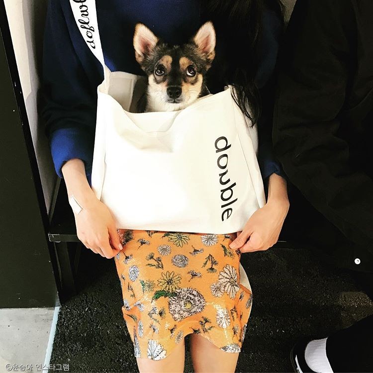 노트펫