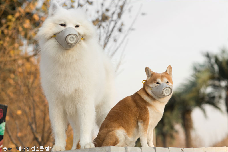 노트펫