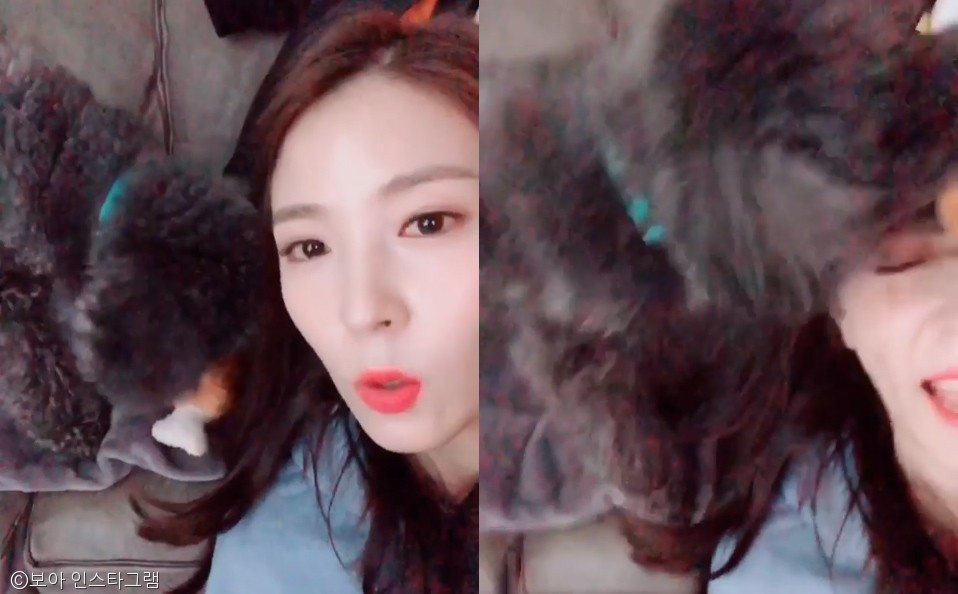 노트펫