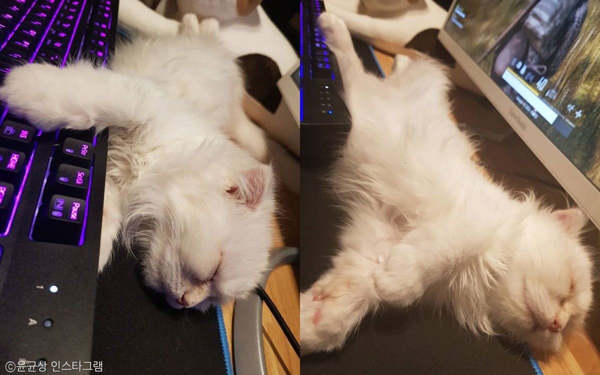 노트펫