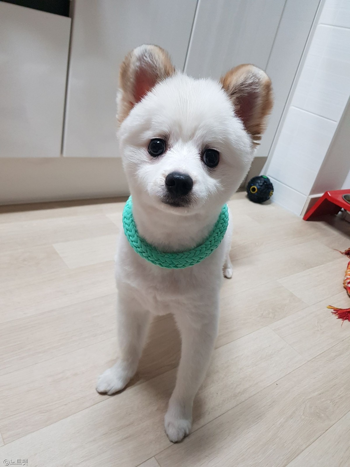 노트펫