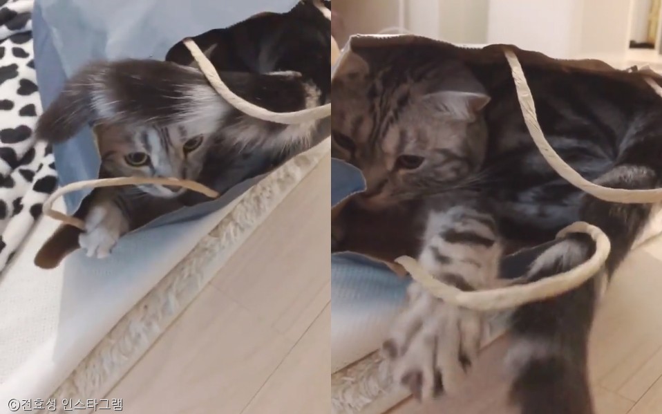 노트펫