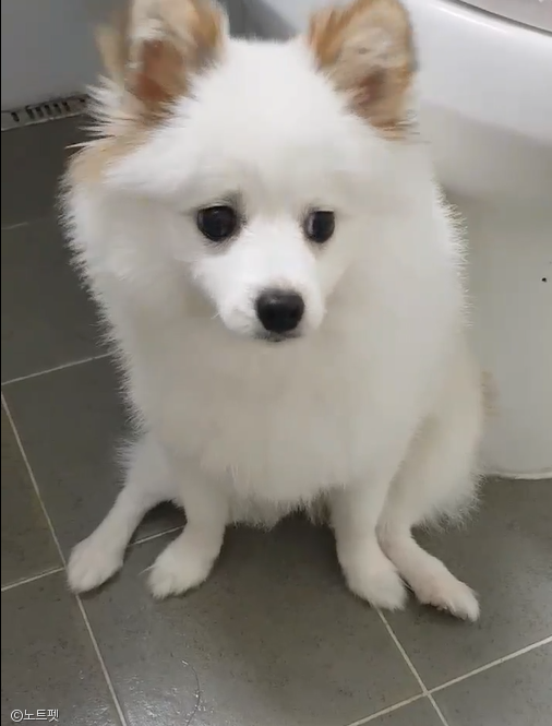 노트펫