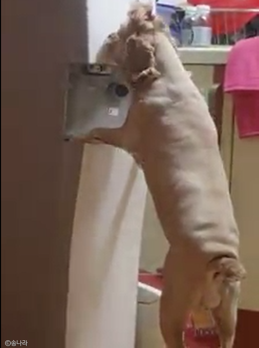 노트펫