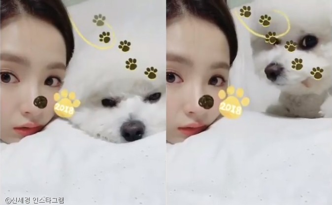 노트펫