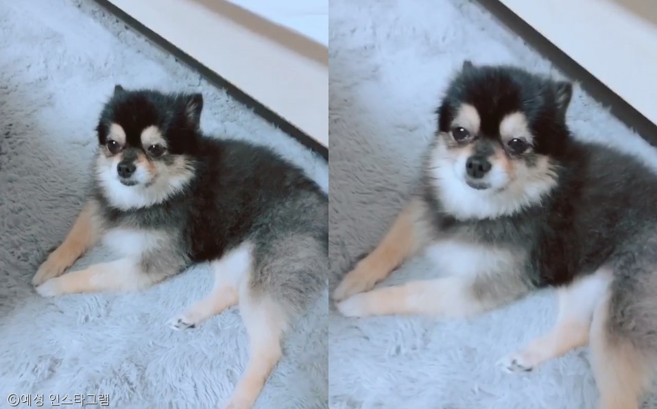 노트펫