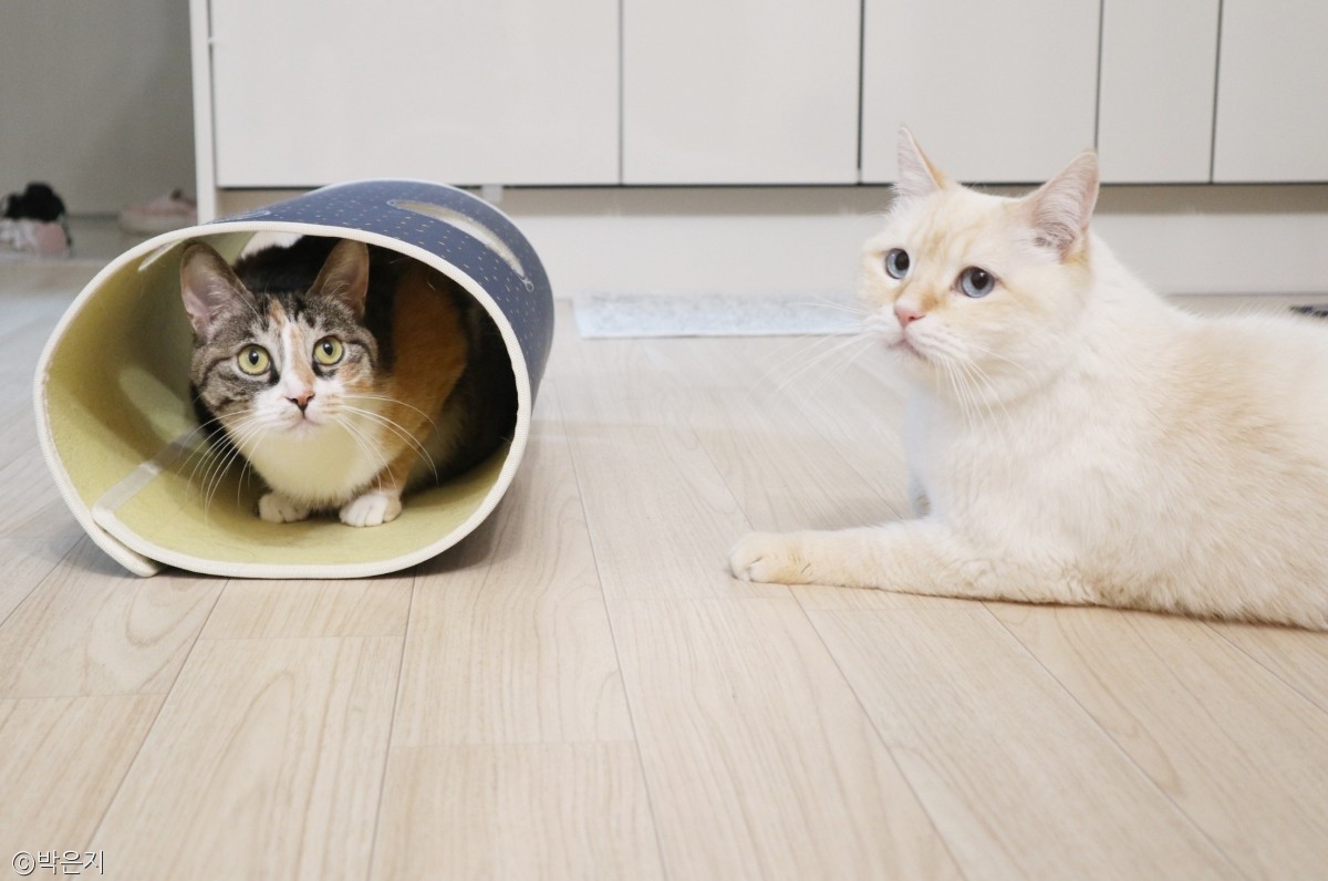 노트펫