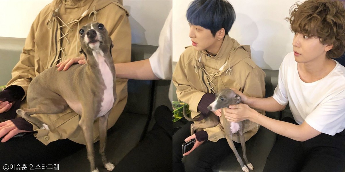 노트펫