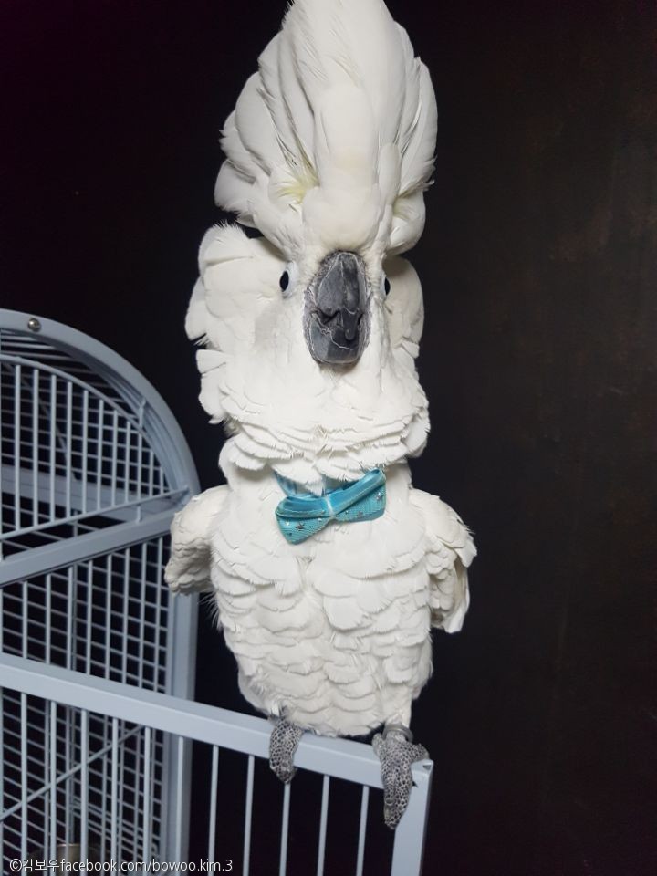 노트펫