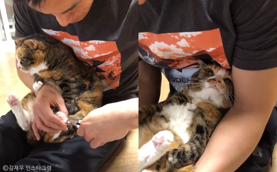 노트펫
