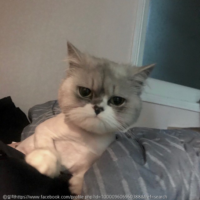 노트펫