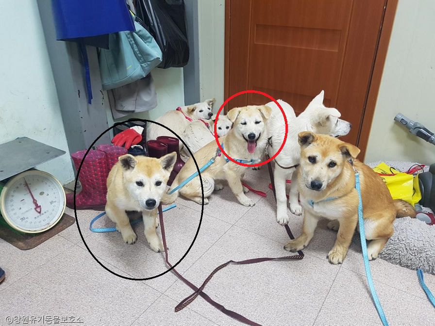 노트펫