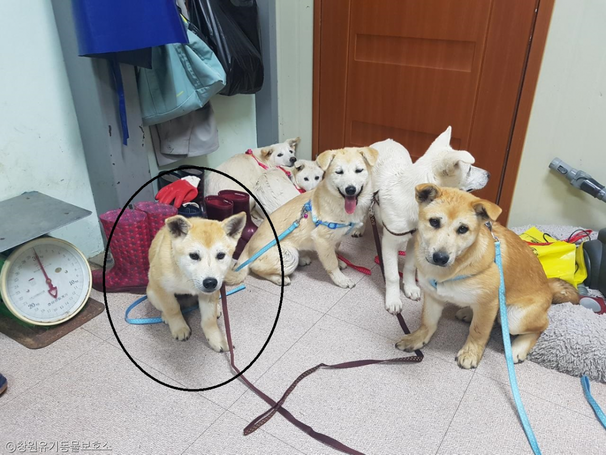노트펫